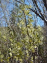 Spring winged seeds